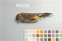 藏品(金翅雀)的圖片